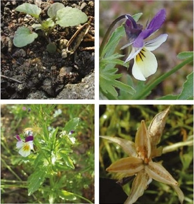 Wild pansy at four growth stages